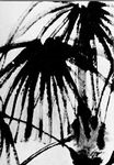 Palm 1952