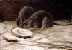 Две крысы 1884