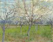 Винсент Ван Гог - Фруктовый сад с цветущими абрикосами 1888