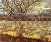 Apricot Trees in Blossom 1888