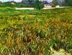 Wheat Field at Auvers with White House 1890