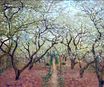 Клод Моне - Фруковый сад в цвету 1879