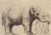 Рембрандт ван Рейн - Слон 1637