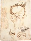 Леонардо да Винчи - Сравнение кожи скальпа с луком 1489