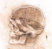 Рисунок черепа 1489