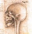 Рисунок черепа 1489