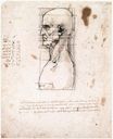 Бюст человека в профиль с измерениями и примечаниями 1490
