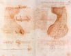 Леонардо да Винчи - Двойная страница рукописи на памятнике Сфорца. Литейная форма головы и шеи 1493