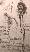 Рисунок сравнительной анатомии ног человека и собаки 1500