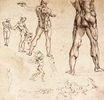 Леонардо да Винчи - Анатомические этюды 1505