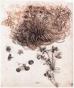 Леонардо да Винчи - Звезда Вифлеема и другие растения 1506