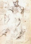 Анатомические исследования мужского плеча 1509