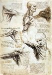 Леонардо да Винчи - Анатомические исследования плеча 1510-1511