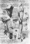 Анатомические исследования, гортань и нога 1510