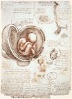 Набросок плода в утробе матери 1513